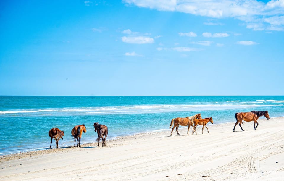 Sun King II - 4x4 Carova Beach, Oceanfront, Ocean View, Elevator, Pool, Hot Tub, Pets Ok House in Carova Beach