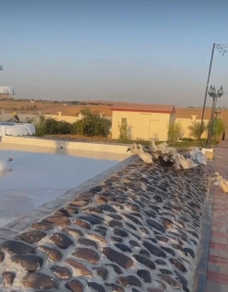 مزرعة العائلة Campground/ 
RV Resort in Ajman - United Arab Emirates