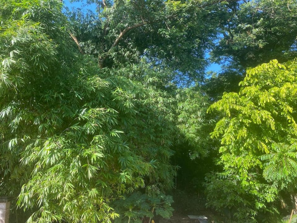 For Cop - Between Avenue and Environmental Park House in Belém