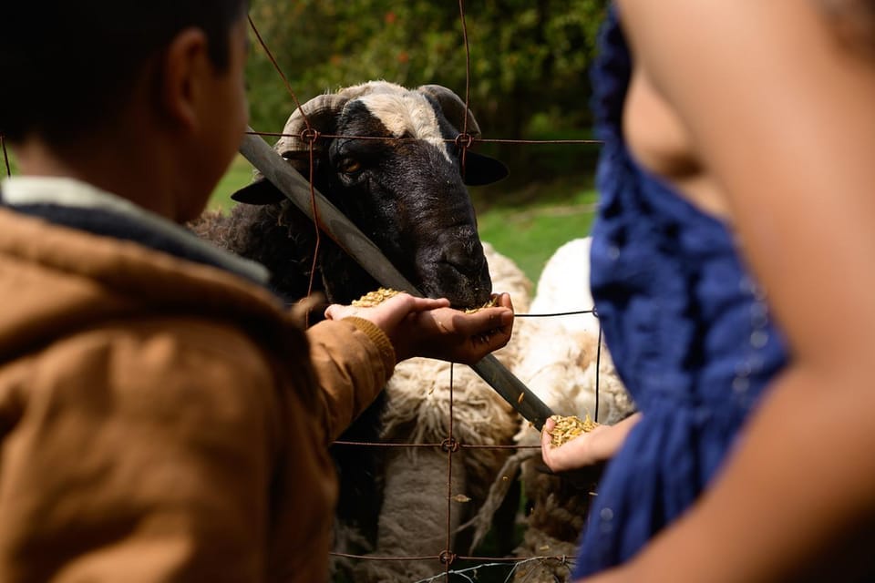 Animals