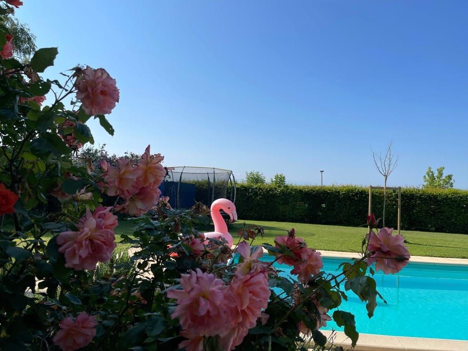 Garden, Garden view, Pool view, Swimming pool