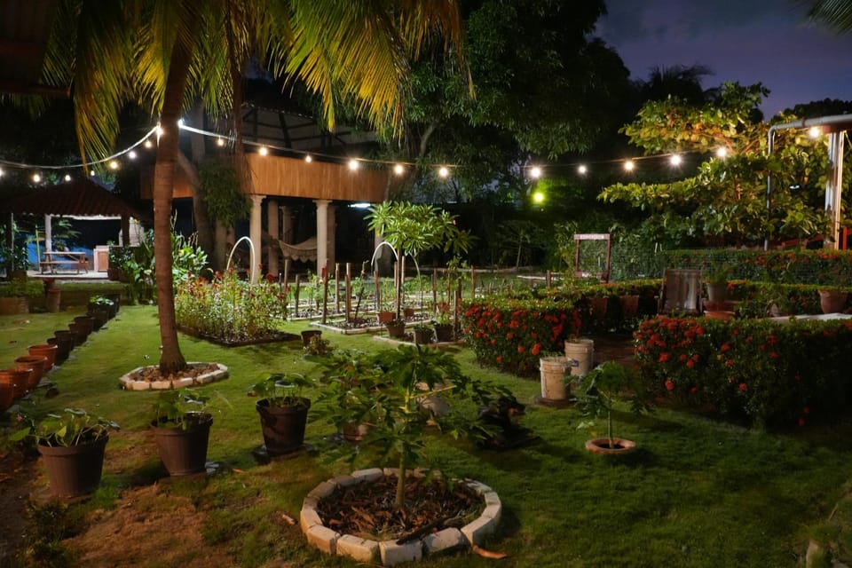 Night, Garden, Garden view