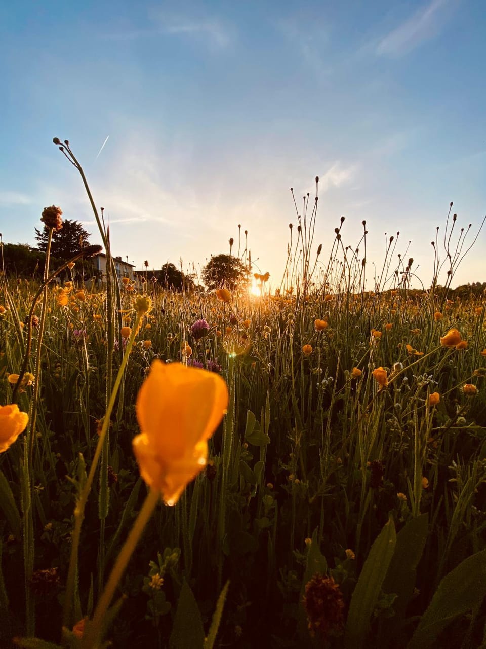 Natural landscape, Garden, Garden view, Sunrise