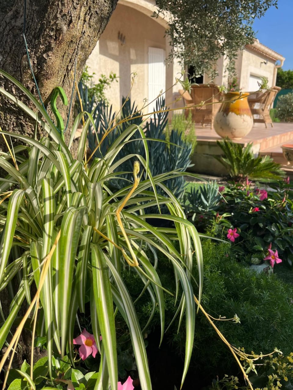 Le Clos Jasmin Bed and Breakfast in Occitanie
