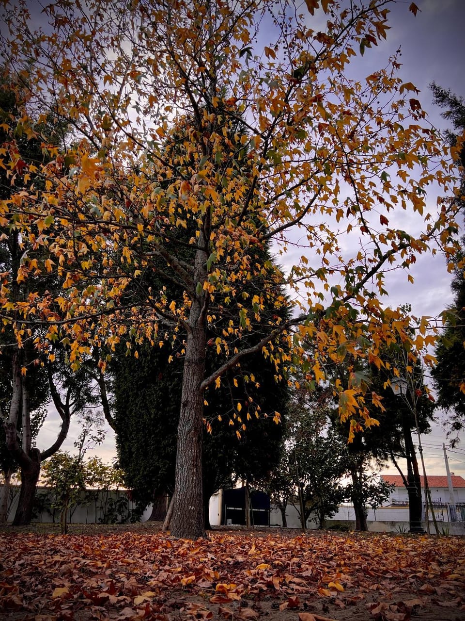 Natural landscape, Garden, Autumn