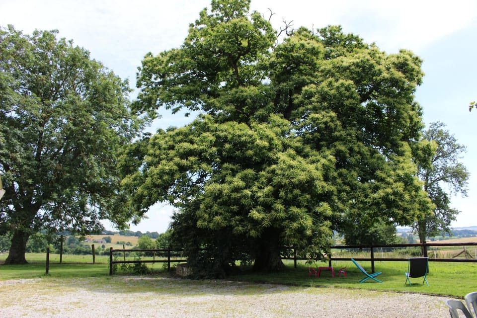 Garden, Garden, Garden view