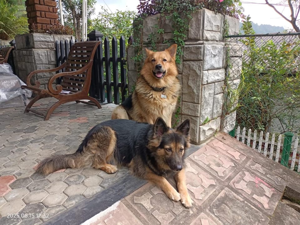 Pets