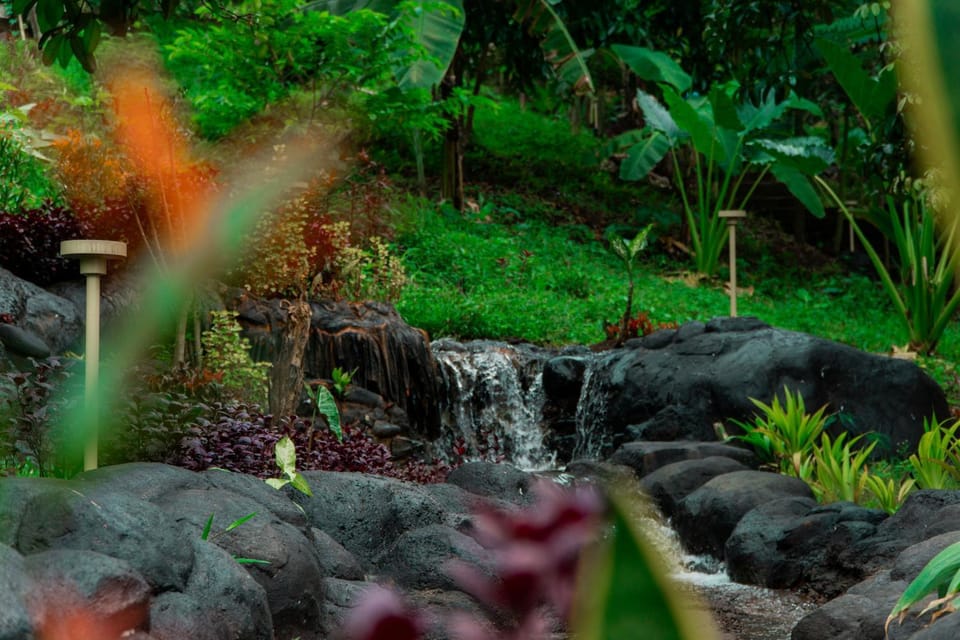 Day, Natural landscape, Garden, Garden view