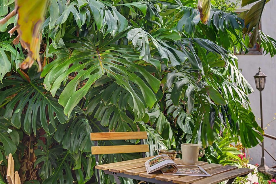 Garden, Garden, Garden view, Garden view