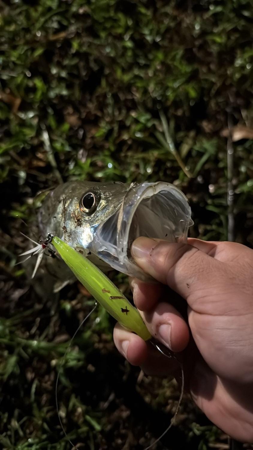 Fishing