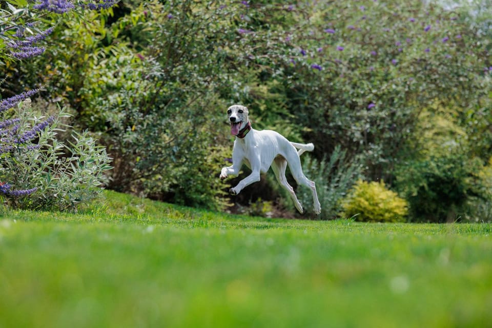 Garden, Animals, Pets