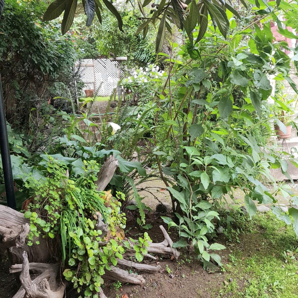 Garden view