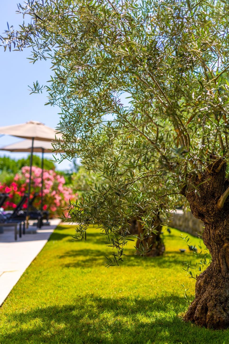 Natural landscape, Garden, Garden view