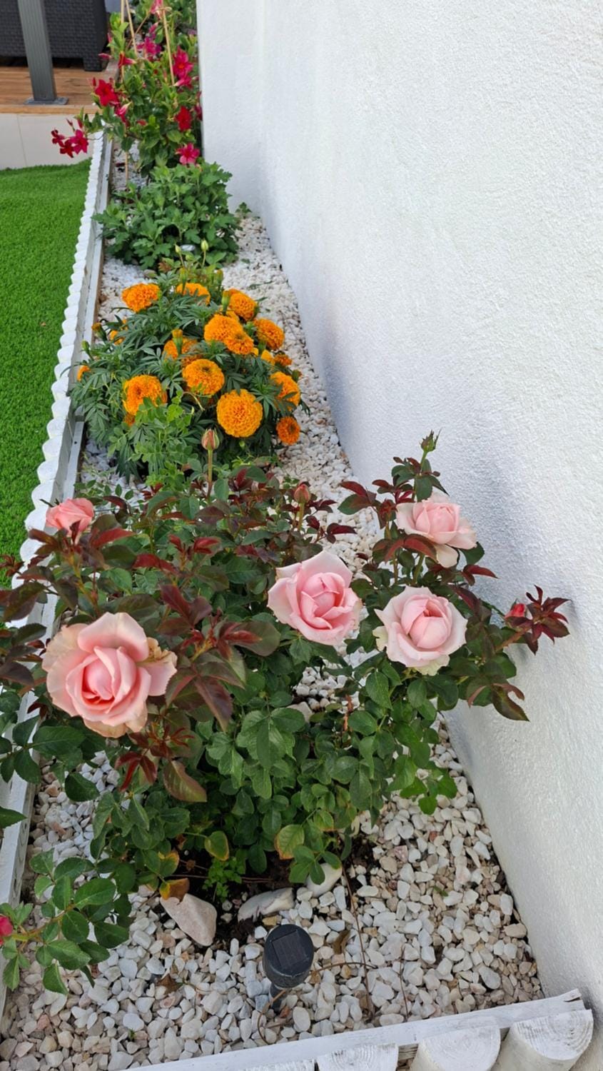Sunset da Telha Bed and Breakfast in Setubal District