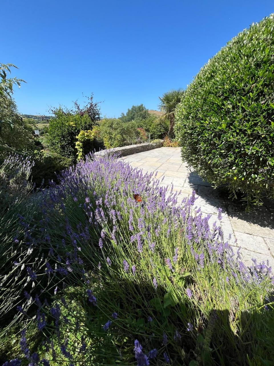 Purbeck - Dorset, Idyllic 4 Bed Thatched Cottage House in Corfe Castle