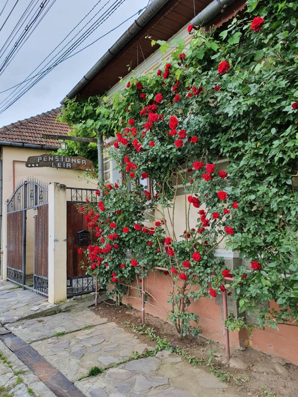 Pensiunea Leia Cârțișoara Bed and Breakfast in Romania