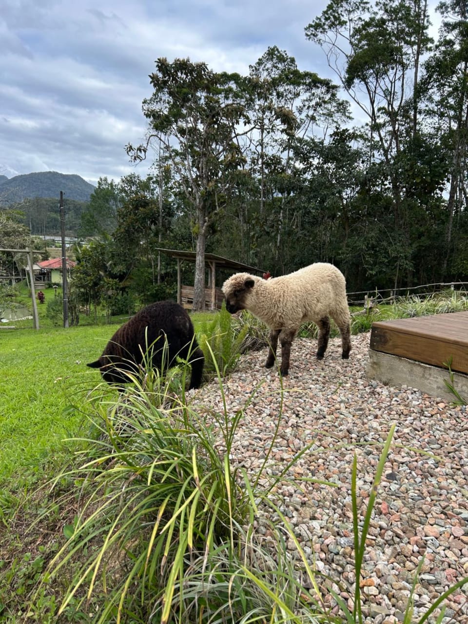Animals