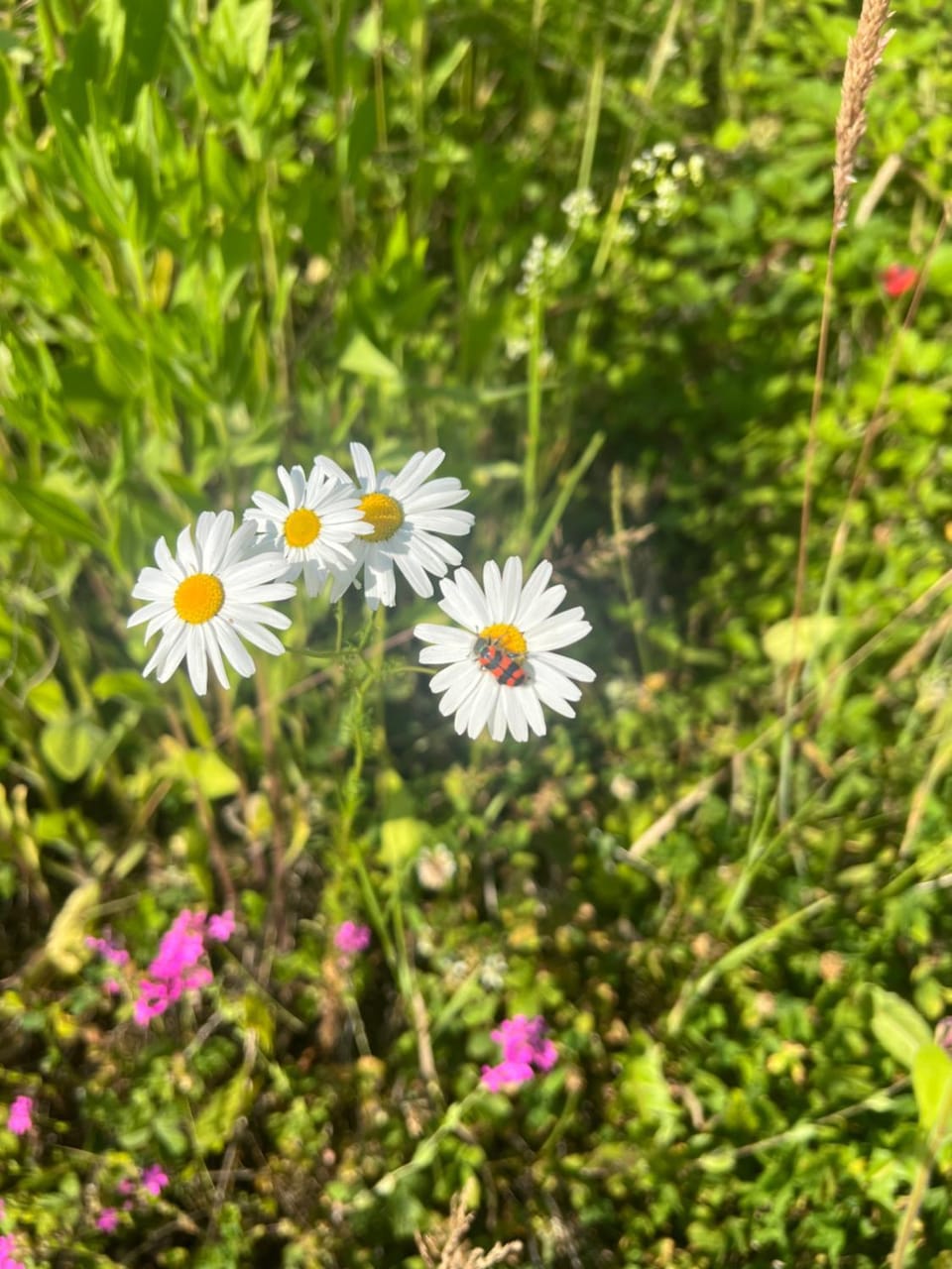 Landhof Nägele's vom Berg Apartment in Leutkirch im Allgäu