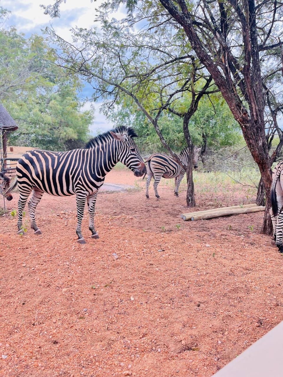 Day, Animals