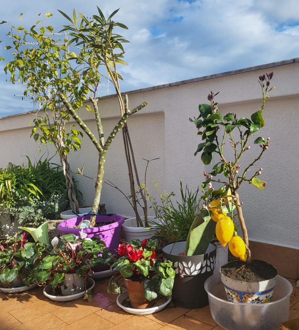 Balcony/Terrace