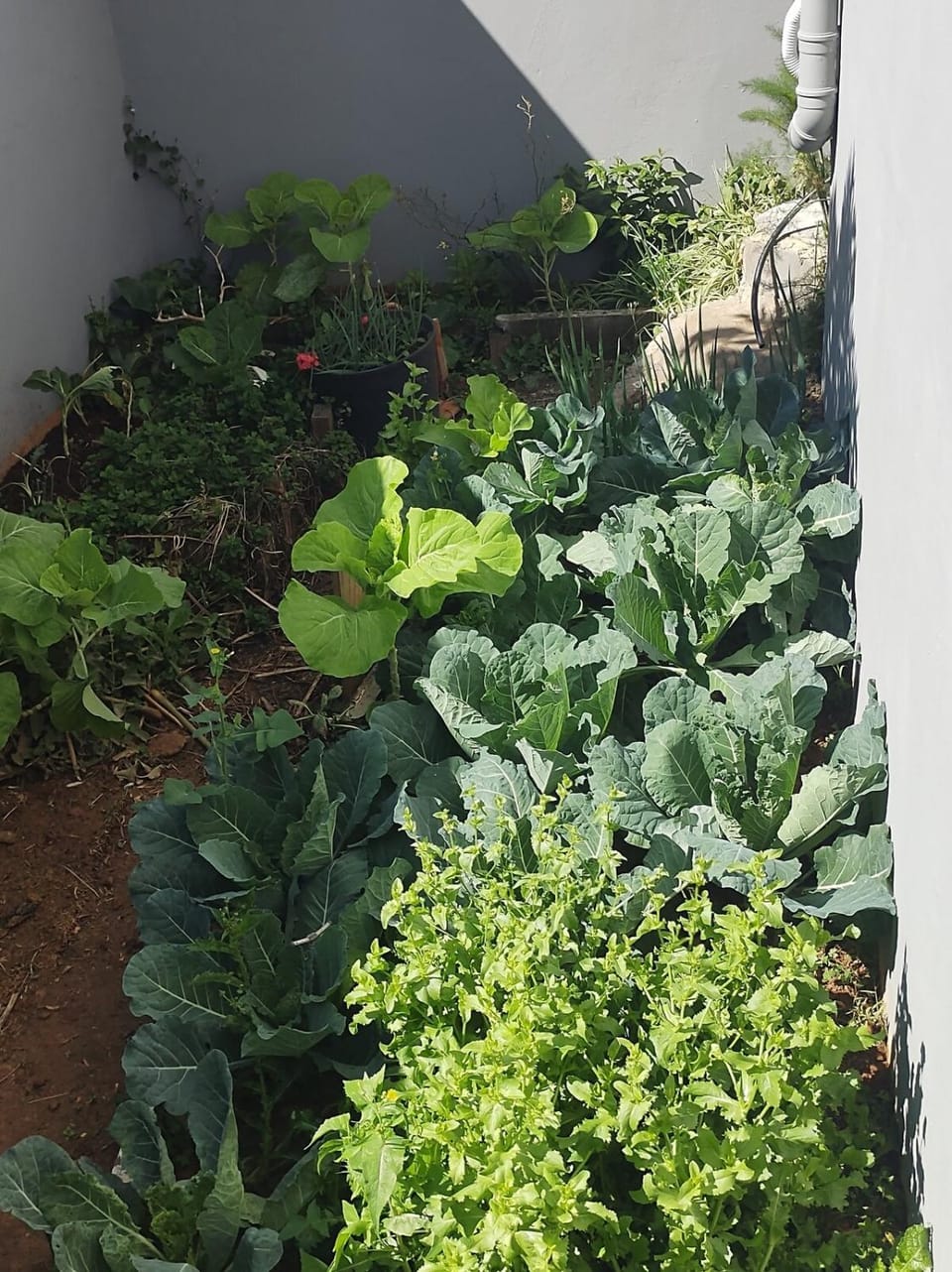Garden view