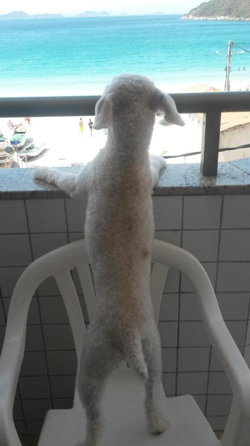 Balcony/Terrace, Pets, Sea view