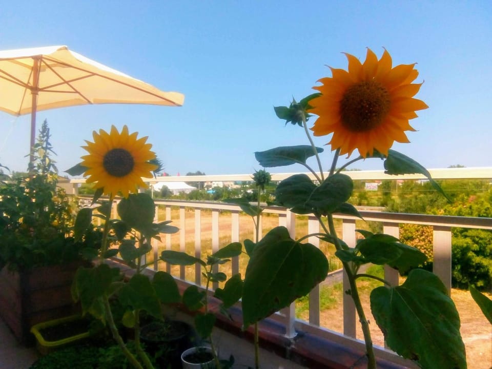 Camera singola in affitto con bagno privato interno Bed and Breakfast in Molise, Italy