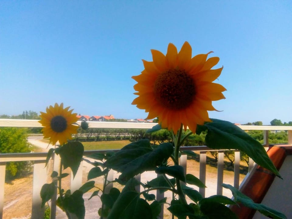 Camera singola in affitto con bagno privato interno Bed and Breakfast in Molise, Italy