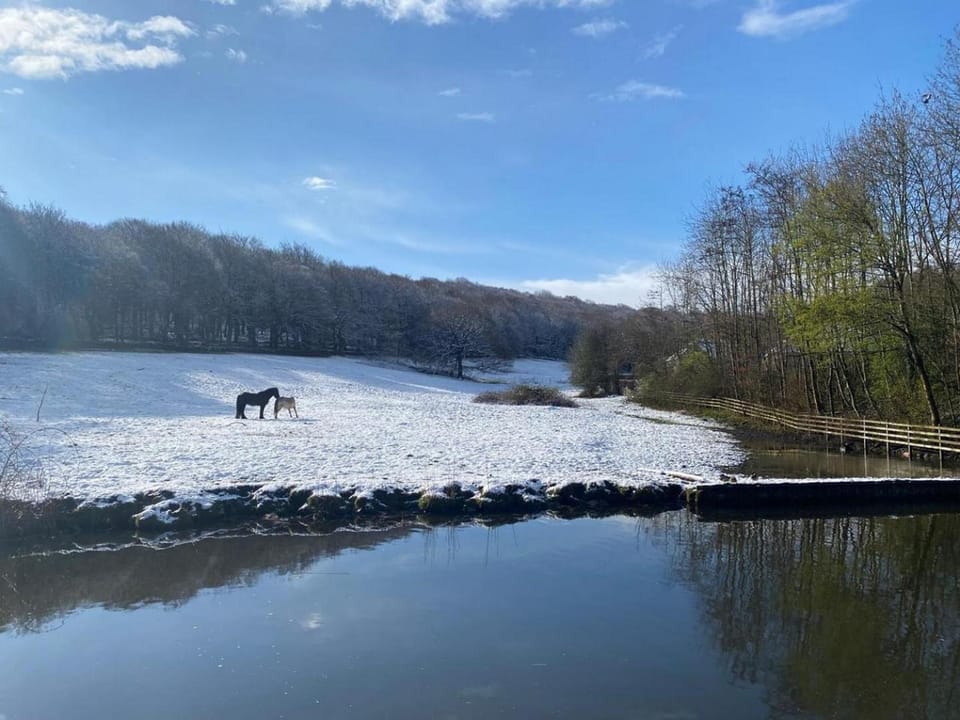 Natural landscape, Animals
