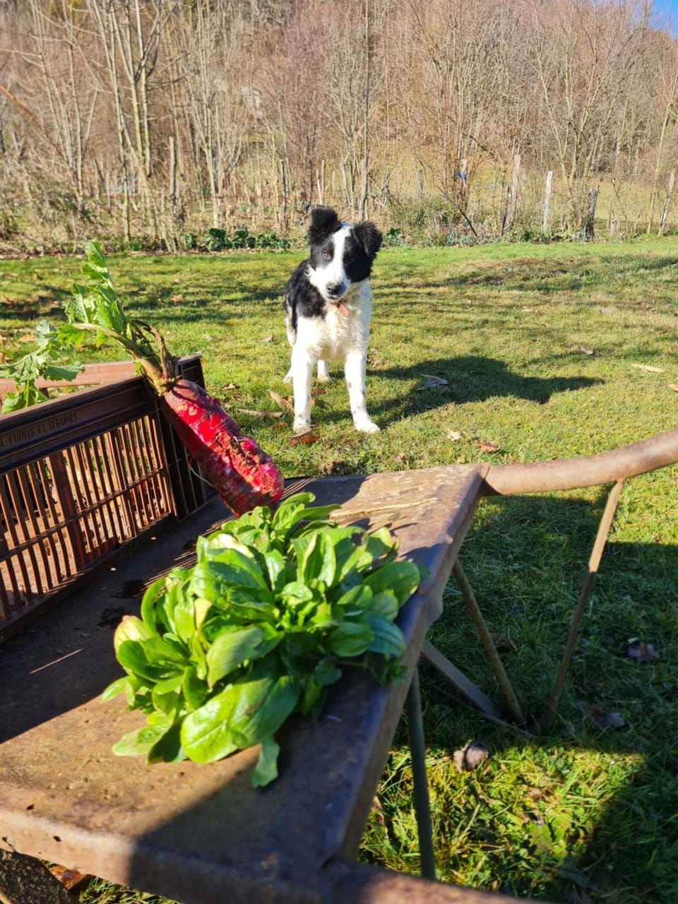 Garden, Pets, Garden view