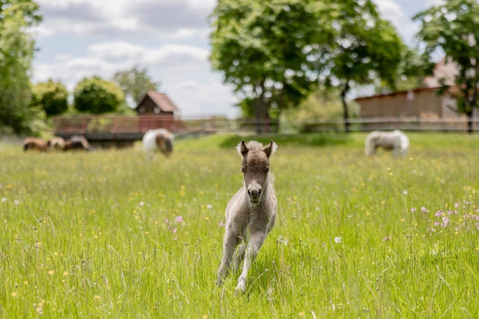 Animals