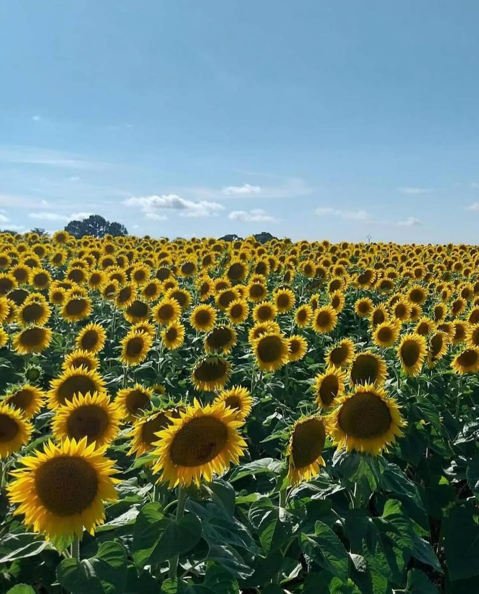 Studio a la campagne à 30min de L'océan Apartment in Nouvelle-Aquitaine