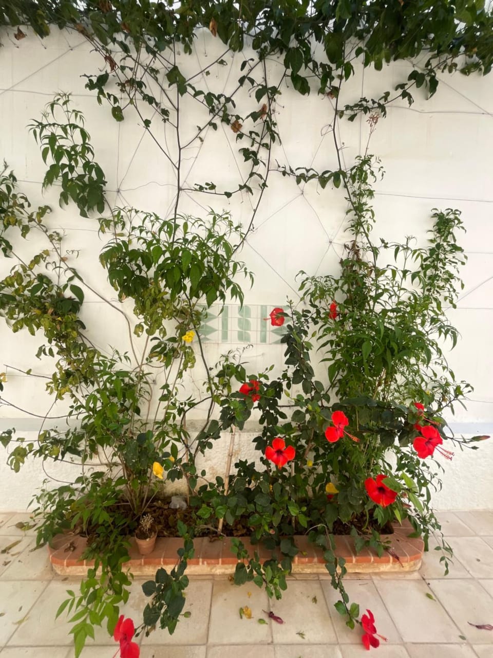Villa Belvedere Bed and Breakfast in Tunis