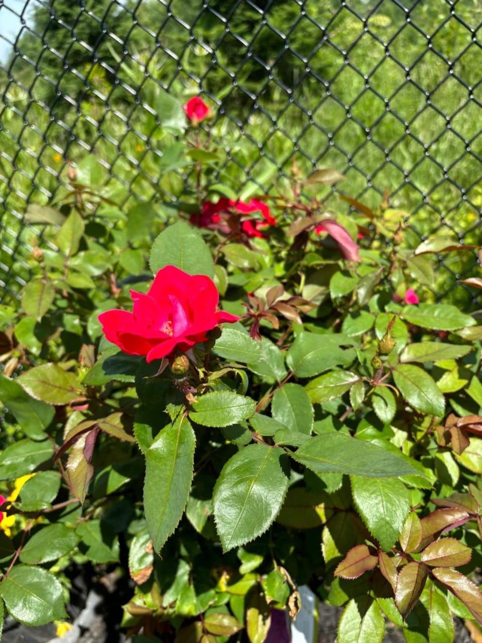 Secret Garden Vacation rental in Vaughan