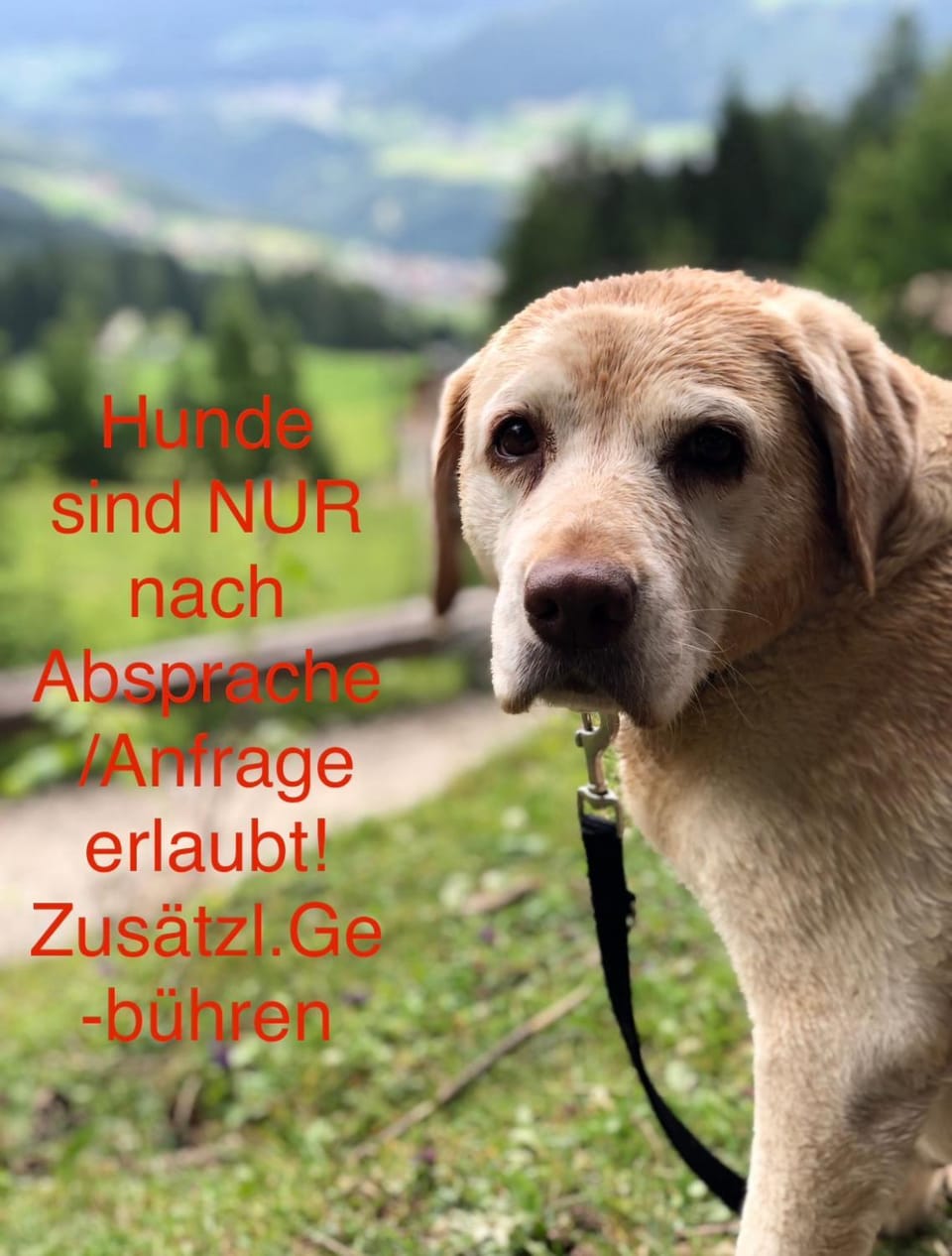 Pets, pet friendly