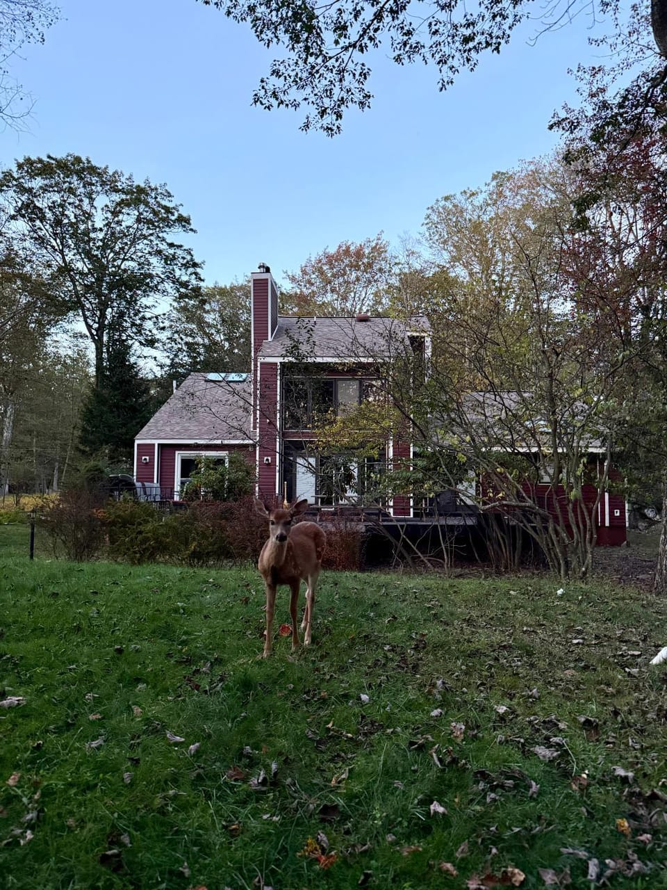 Natural landscape, Garden, Animals, Garden view