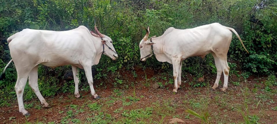 Shravani Farms Villa in Maharashtra