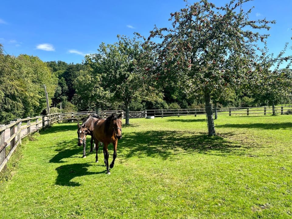 Spring, Day, Natural landscape, Horse-riding