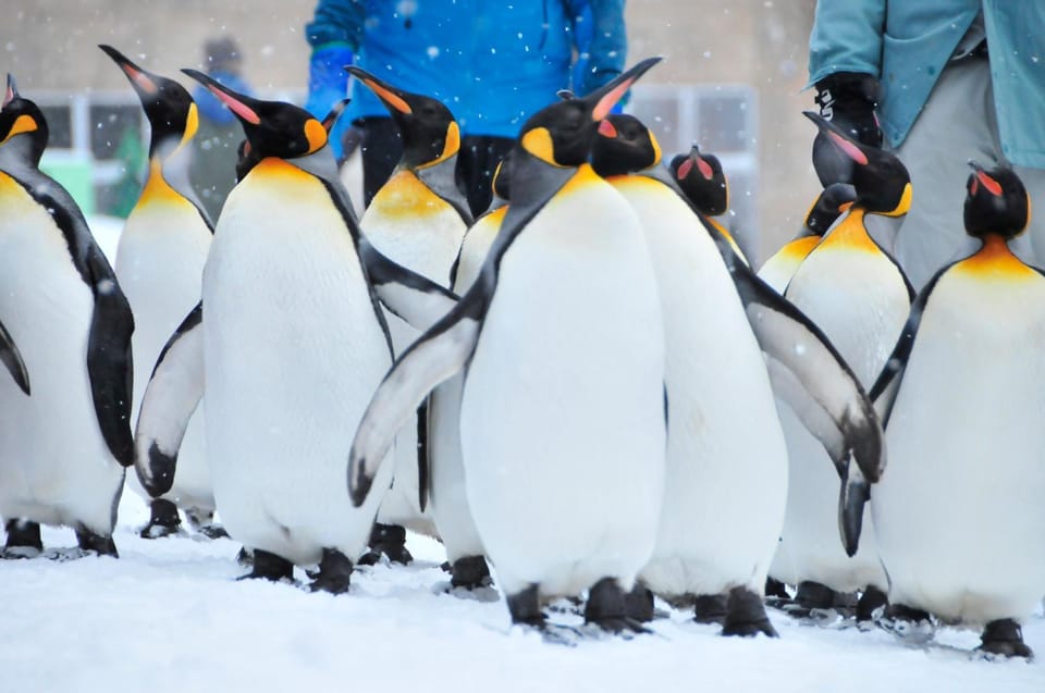 Winter, Animals