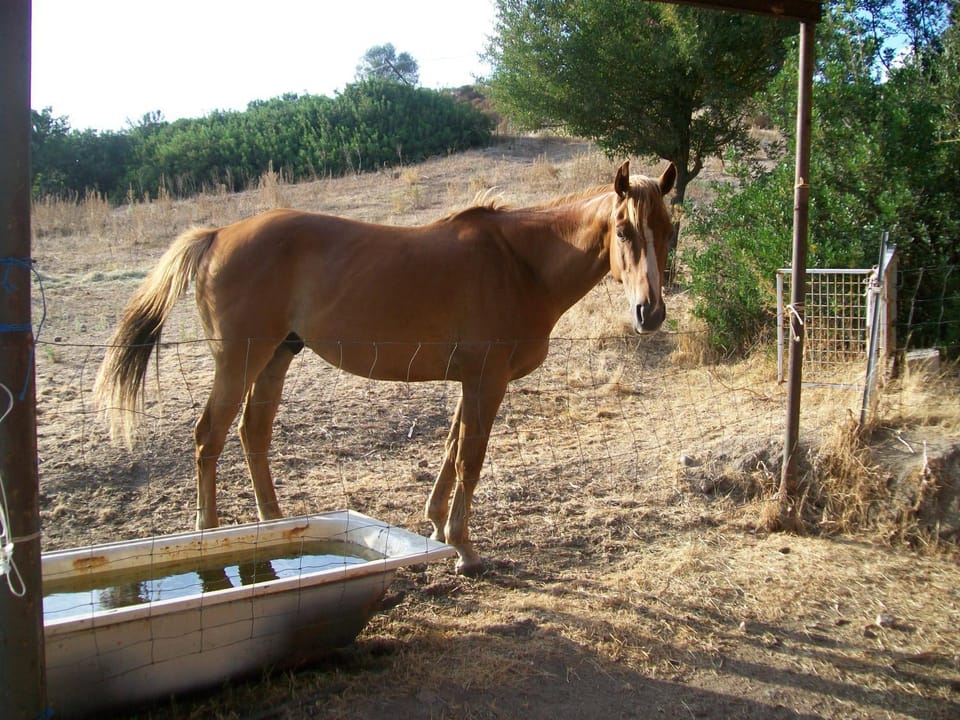 Agriturismo Farris Massimo Farm Stay in Sardinia