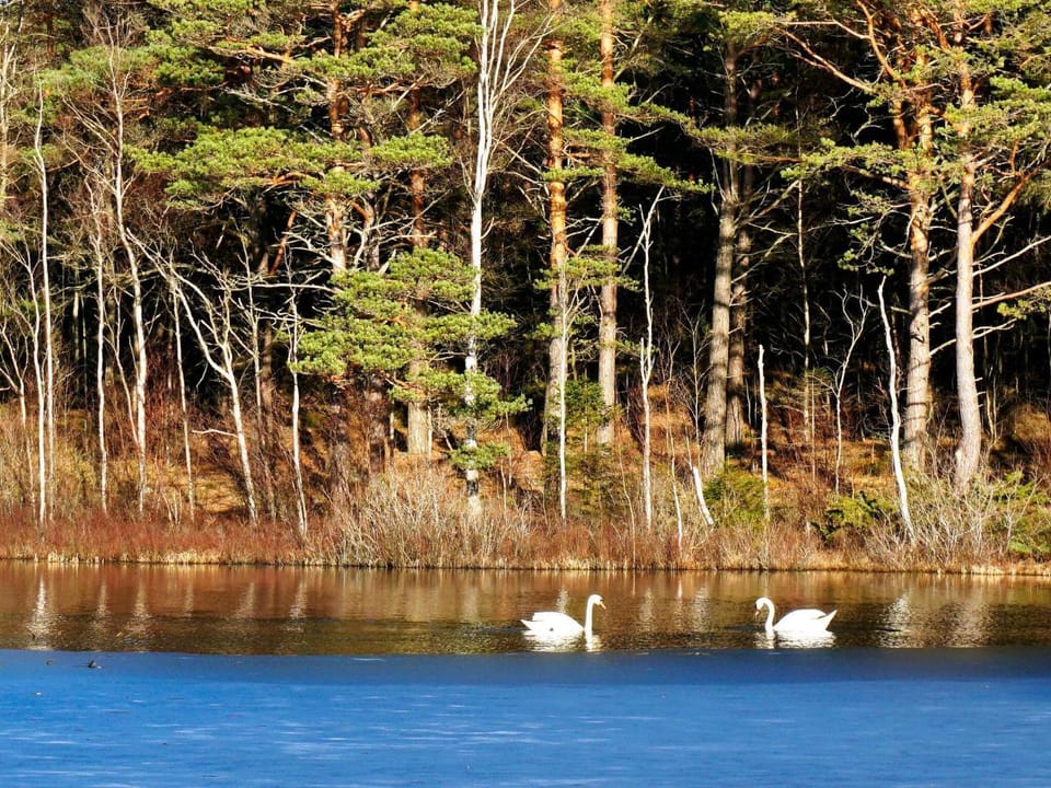 Lake view