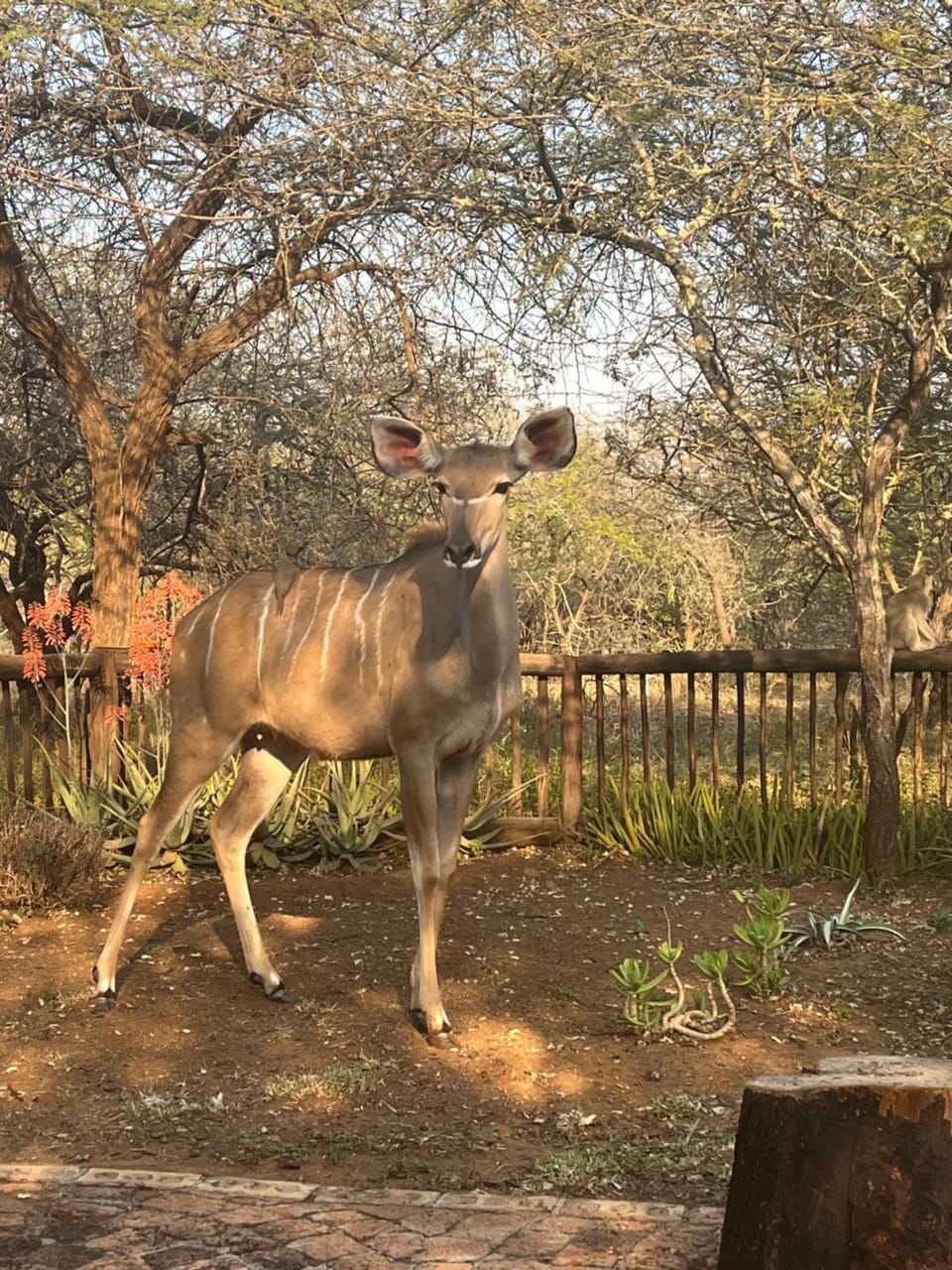 Garden, View (from property/room), Animals