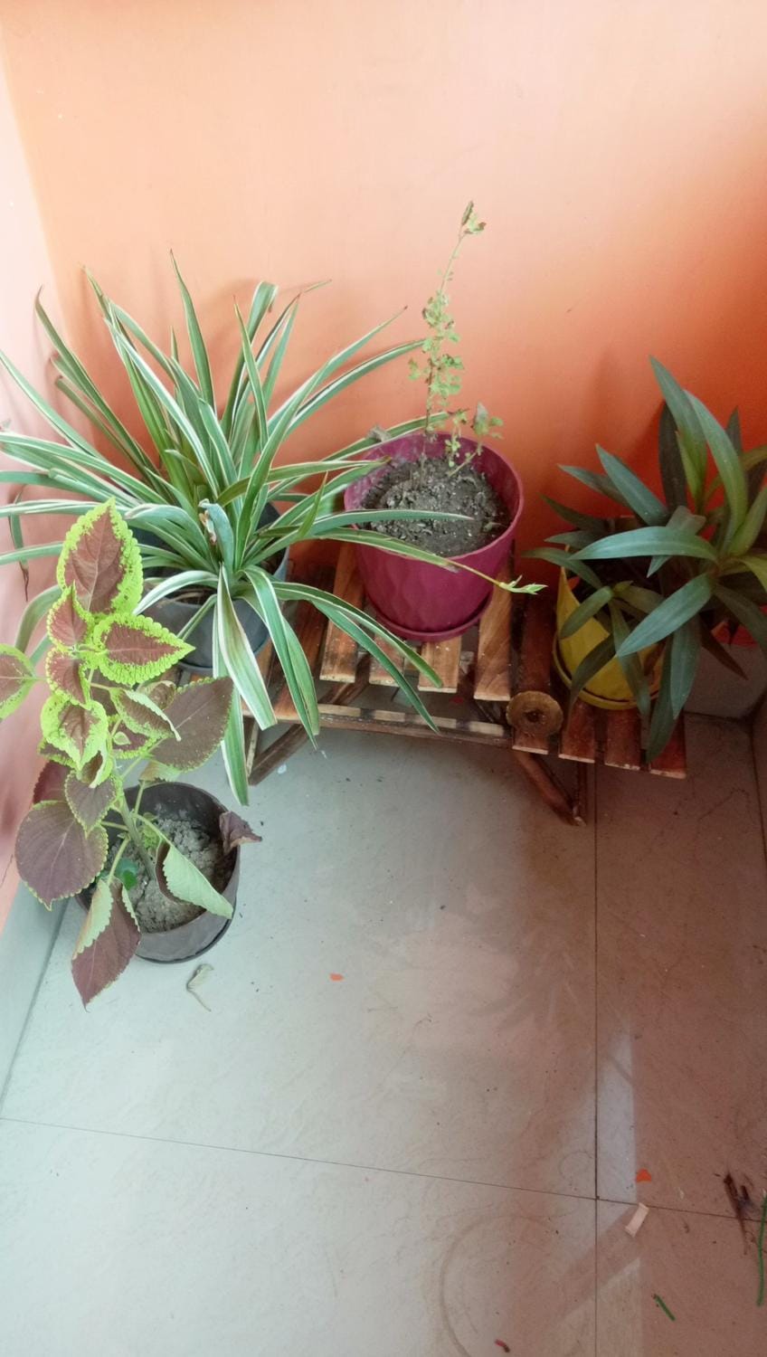 Amaravati homestay Villa in Bangladesh