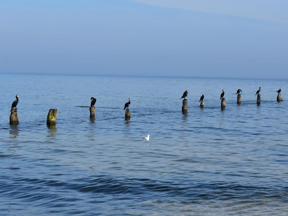 Day, Natural landscape, Animals, Sea view