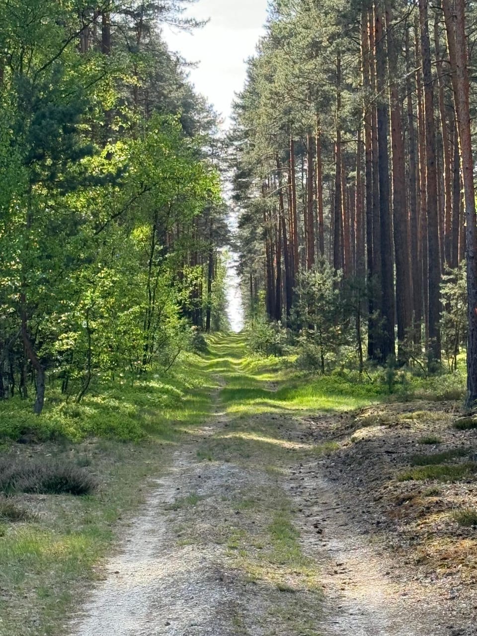 Spring, Day, Natural landscape