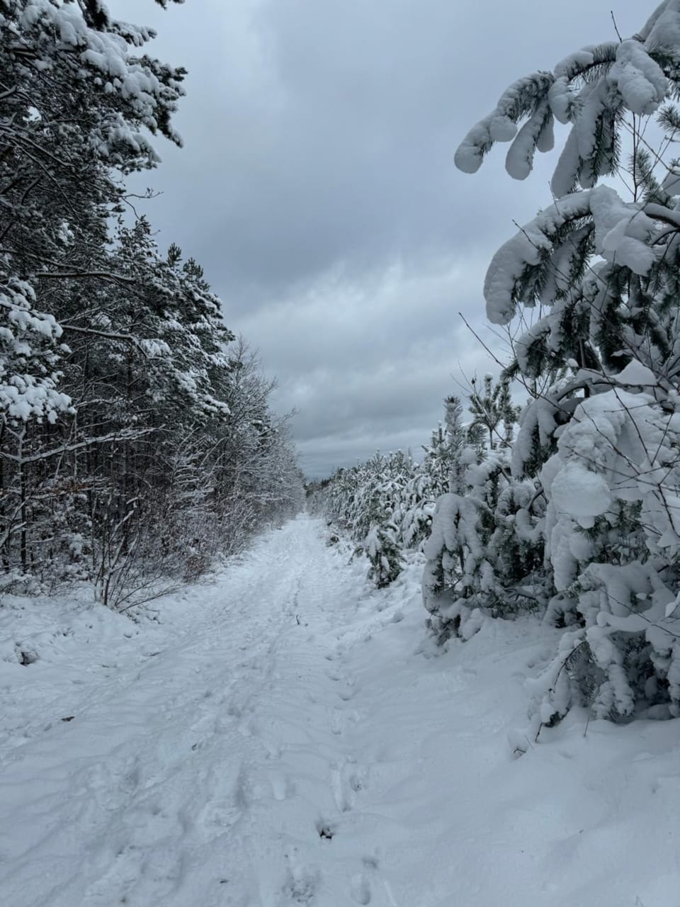 Day, Natural landscape, Winter