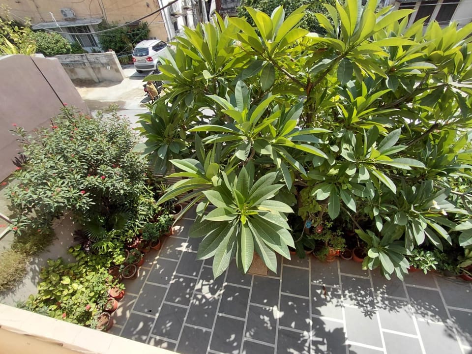 Garden view