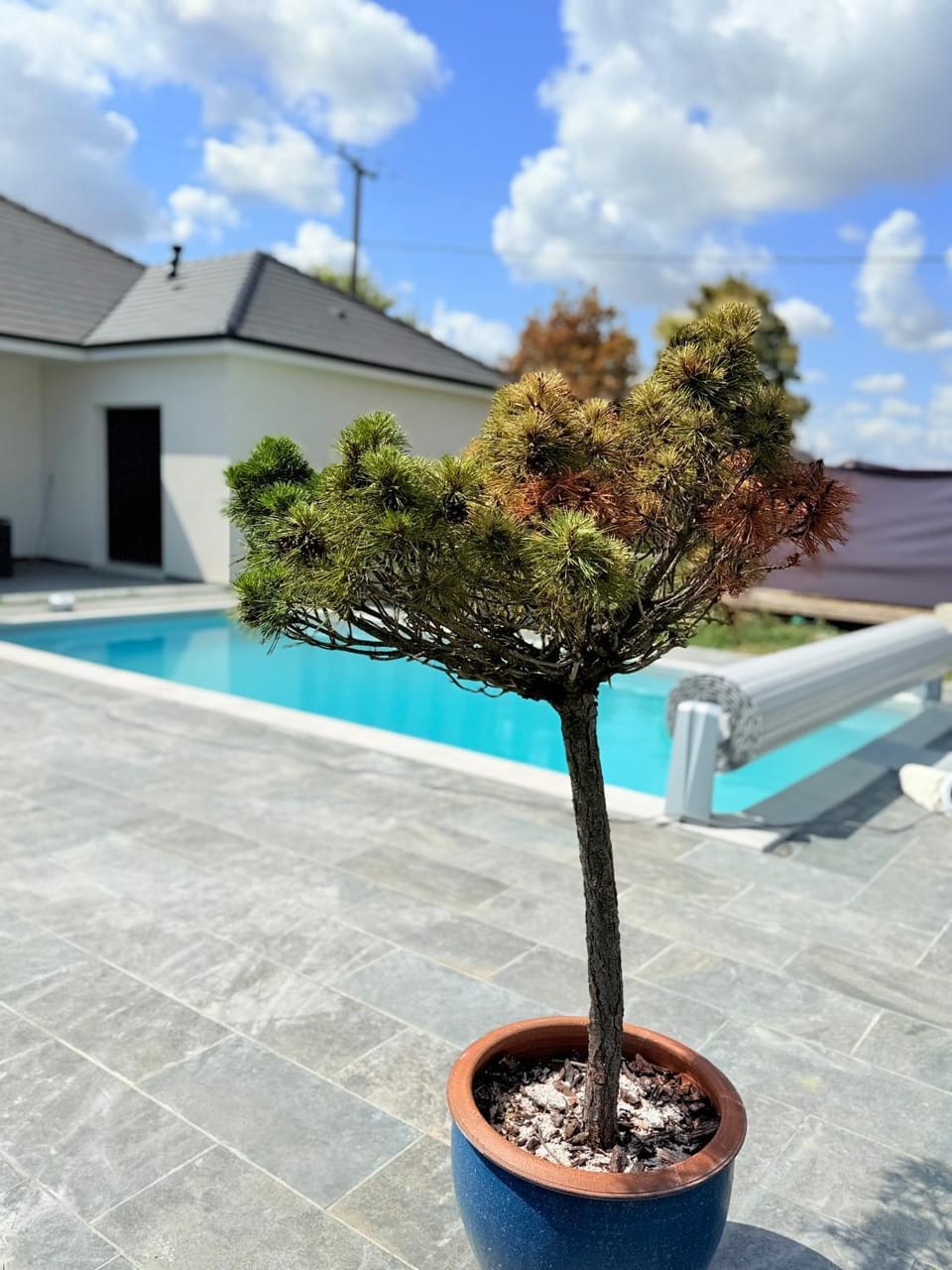 Garden, Pool view, Swimming pool