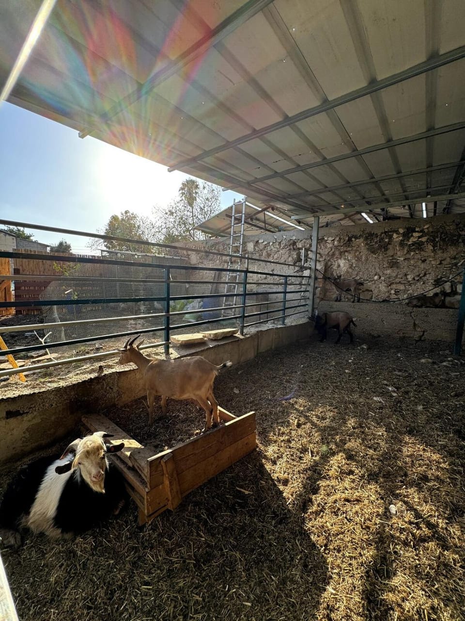 Cozy Farmhouse with Goats, Garden & Deck House in Haifa District
