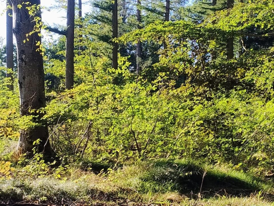 Natural landscape
